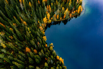 Aerial top view of blue lake water and colorful fall forest in Finland