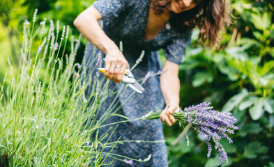 Young happy woman in dress cutting lavender flowers in the summer garden
