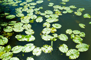 池に浮く睡蓮の葉っぱ
