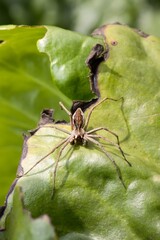 Nursery web spider (Pisaura mirabilis) sitting on a green leaf. Close up.