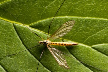 biology, tipulidae, wings, cranefly, summer, beautiful, plant, tiger crane fly, fauna, natural, wild, outdoor, color, closeup, crane fly, wildlife, animal, green, macro, leaf, nature, insect