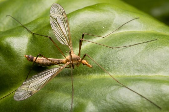 biology, tipulidae, wings, cranefly, summer, beautiful, plant, tiger crane fly, fauna, natural, wild, outdoor, color, closeup, crane fly, wildlife, animal, green, macro, leaf, nature, insect
