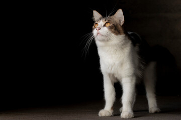 domestic cat closeup photography isolated on dark background.