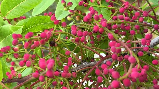 natural hackberry fruits used in the coffee and nut industry