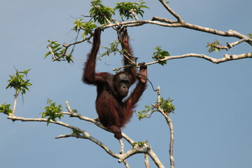pongo pygmaeus in borneo river 