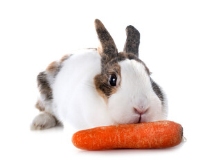 rex rabbit in studio