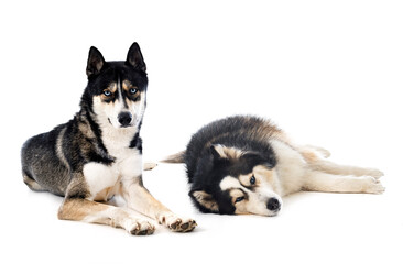 Naklejka na ściany i meble siberian huskies in studio