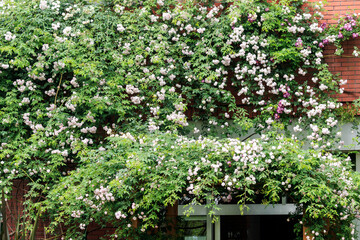 北海道岩見沢市、いわみざわ公園・色彩館で咲き誇るつるバラ【5月】