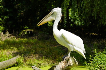 The great white pelican (Pelecanus onocrotalus) also known as the  rosy pelican or white pelican is a bird in the pelican family.