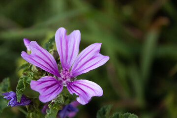 Fototapeta premium Macro flor silvestre color morado 