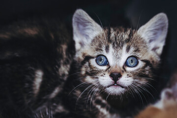 Portrait d'un adorable petit chaton ray&eacute; tigr&eacute; aux yeux bleus