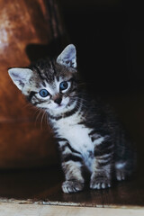Portrait d'un adorable petit chaton rayé tigré aux yeux bleus