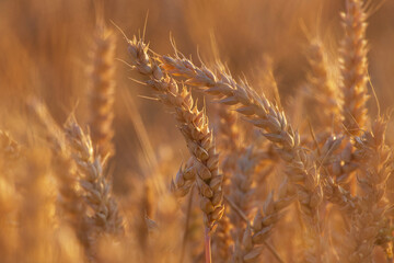 ears of wheat in golden hour