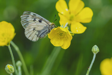 Clouded Apollo butterfly Parnassius mnemosyne in a flowery meadow. Butterfly head in yellow pollen