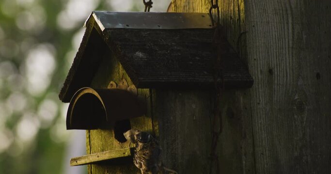 Wooden Birdhouse In The Forest With Dead Bird Killed By Snake For Food. tilt-down