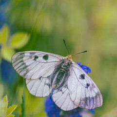 Clouded Apollo butterfly Parnassius mnemosyne in a flowery meadow. Butterfly head in yellow pollen