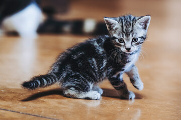 Portrait d'un adorable petit chaton rayé tigré aux yeux bleus