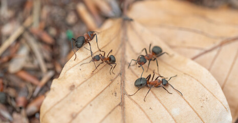 Ants in their habitat on a dry leaf