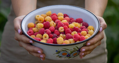 farmer collects raspberries, raspberries in a bowl.