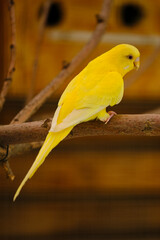 Yellow parrot on a branch in a zoo close -up