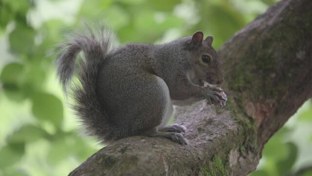 Squirrel sitting on a tree branch eating a nut before scampering off