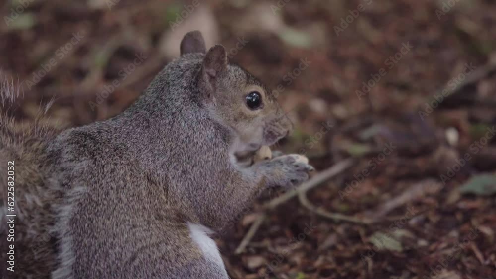 Poster a grey squirrel cracks open a shell and eats the monkey nut inside