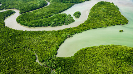 Forest lake landscape. Rainforest ecosystem and healthy environment concept and background, Texture of green tree forest view from above. National park. Green mangrove trees.  - obrazy, fototapety, plakaty