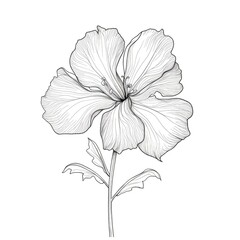 drawing Begonia flower ai generated