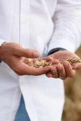 Man holding grains of malt in hands. Field on a background - obrazy, fototapety, plakaty