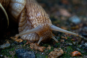 Snail. Gastropod mollusk. Close-up.