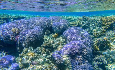 huge lilac and blue corals in the reef with clear water in egypt