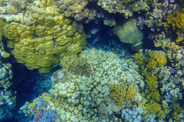Naklejka na ściany i meble little and large corals in the reef from the red sea in egypt