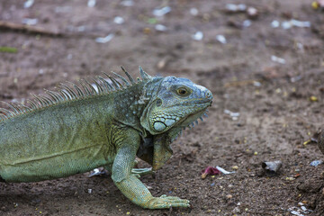 Iguana