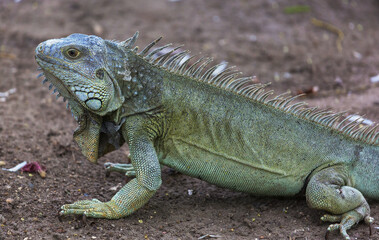 Iguana