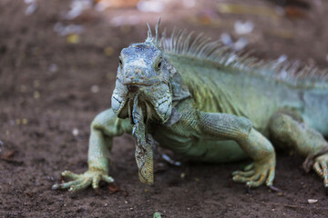 Iguana