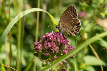 Brauner Waldvogel (Schmetterling) auf einer Blüte