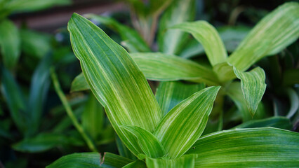 Obraz premium close up of Callisia fragrans f. variegata