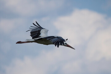 Weißstorch im Flug