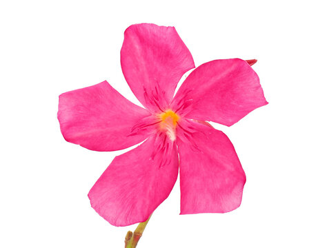 Oleander flower isolated on white background, Nerium oleander