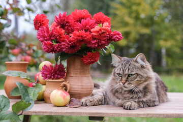Naklejka na ściany i meble A striped fluffy cat sits on a table next to apples and a vase with autumn flowers in the garden. Autumn still life