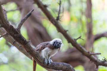 Tamarin