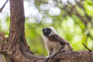 Tamarin