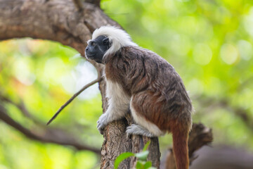 Tamarin