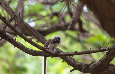 Tamarin