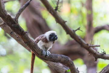 Tamarin