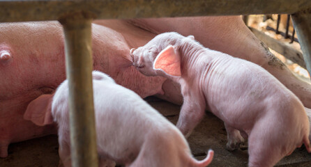 The top view of Many newly born piglets are sleeping on the mother's milk, Momma pig feeding baby...