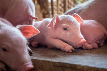 A week-old piglet cute newborn sleeping on the pig farm with other piglets