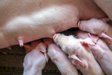 The top view of Many newly born piglets are sleeping on the mother's milk, Momma pig feeding baby...