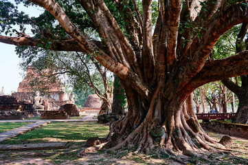 Banyan tree at Buddhist Temple Sukhothai historical park, Thailand.