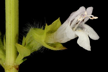 Lemon Balm (Melissa officinalis). Flower Closeup